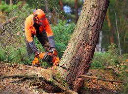 Best Arborist Consultation Services  in Stockton, UT
