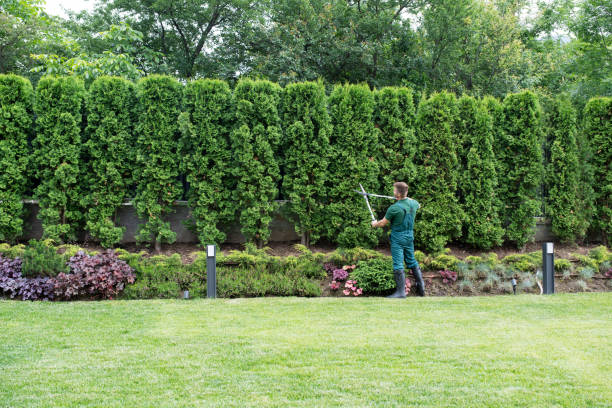 Best Tree and Shrub Care  in Stockton, UT