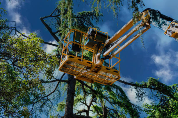 Best Tree Trimming and Pruning  in Stockton, UT