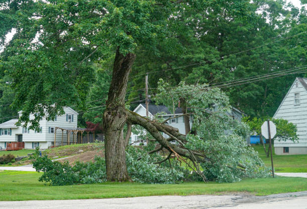 How Our Tree Care Process Works  in  Stockton, UT