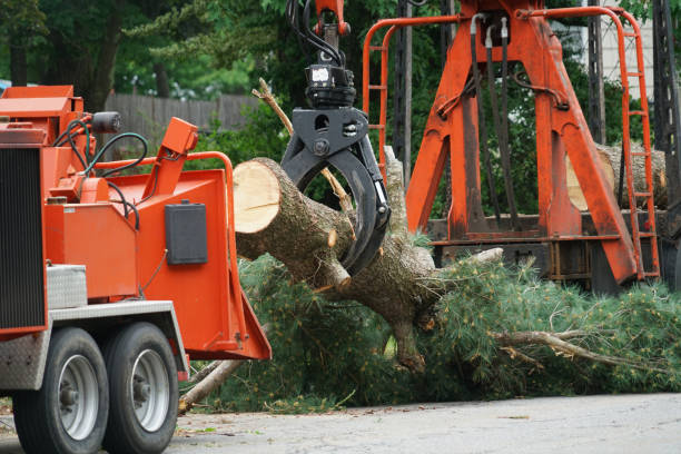 Best Tree Maintenance Programs  in Stockton, UT