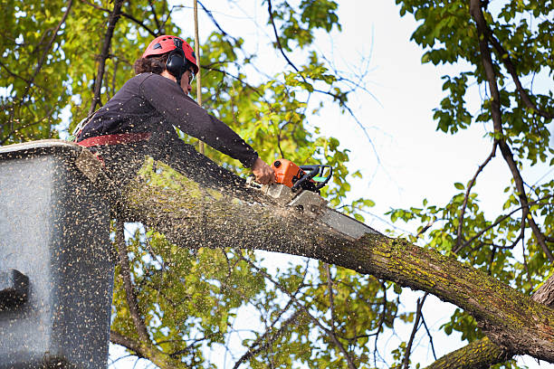 Best Hazardous Tree Removal  in Stockton, UT