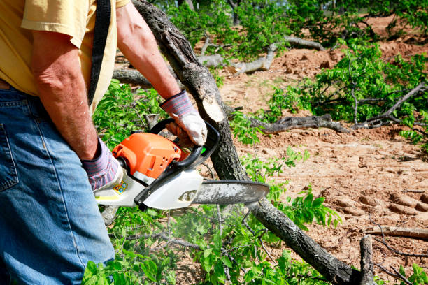 Best Tree Mulching  in Stockton, UT